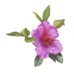 Pink Azalea
