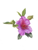 Azalea