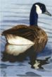 Canada Goose