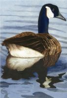 Canada Goose 