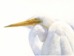 Egret