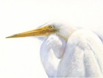 Egret