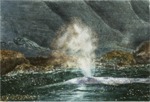 Gray Whale