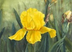 Yellow Iris