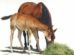 Mare and Foal