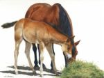 Mare and Foal
