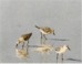 Shorebirds