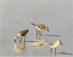Shorebirds